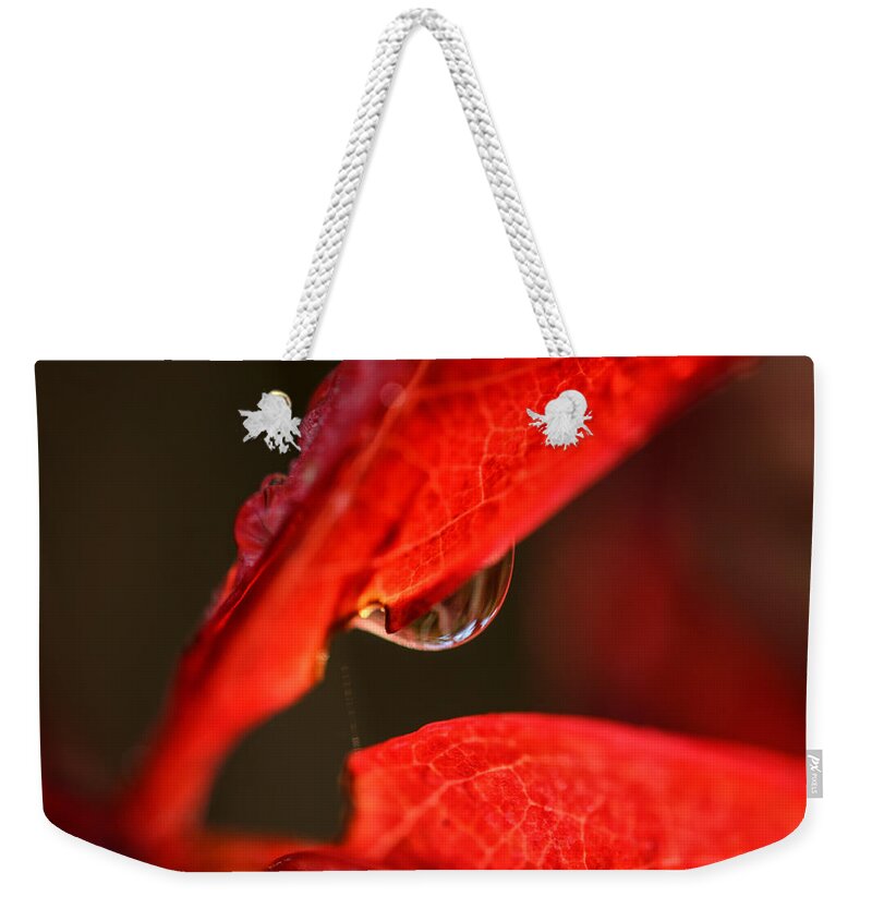 Abstract Weekender Tote Bag featuring the photograph Autumns Light by Sue Capuano
