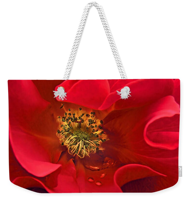 Rose Weekender Tote Bag featuring the photograph Awakening Red Rose Flower by Jennie Marie Schell