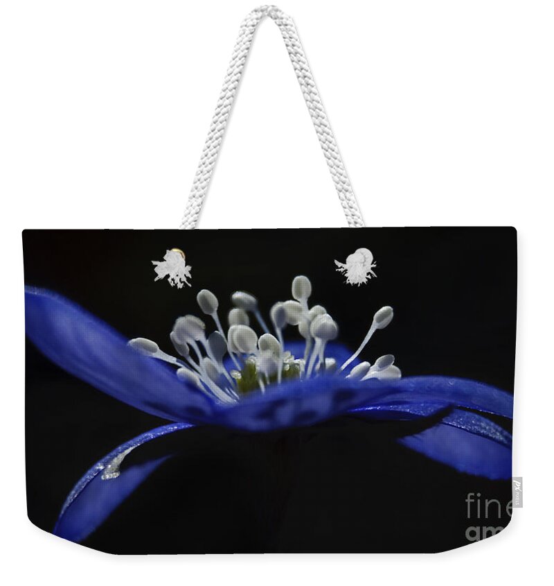 Festblues Weekender Tote Bag featuring the photograph Baby Blues.. by Nina Stavlund