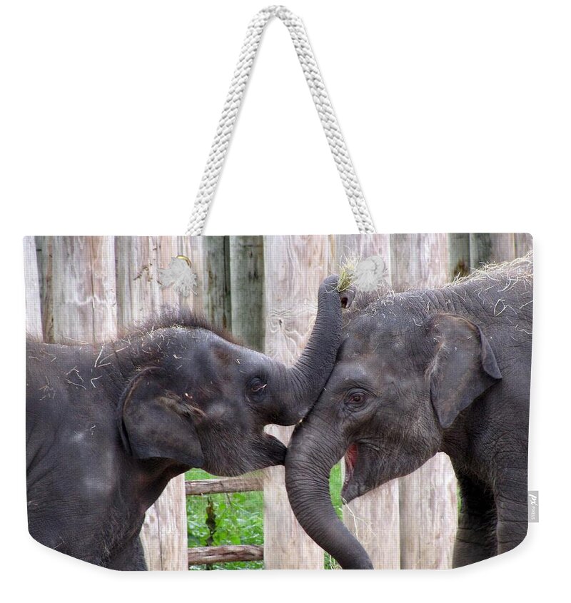 Elephant Weekender Tote Bag featuring the photograph Baby Elephants - Bowie and Belle by Pamela Critchlow