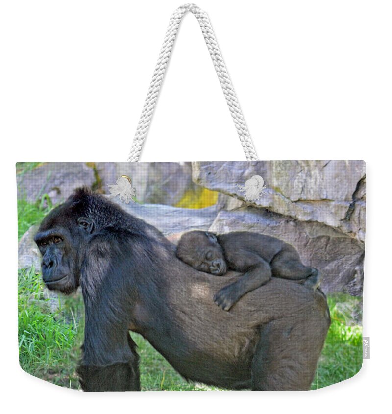Jim Fitzpatrick Weekender Tote Bag featuring the photograph Baby Gorilla sleeping on Mommys Back Mother's Day Version by Jim Fitzpatrick