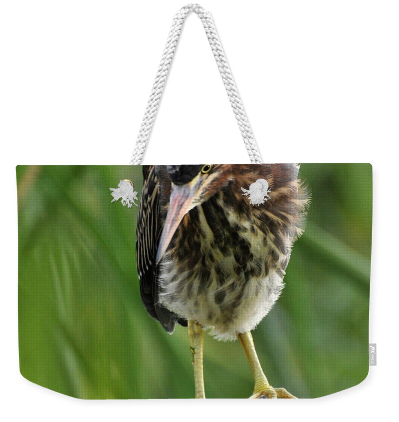 Heron Weekender Tote Bag featuring the photograph Baby Greenbacked Heron by Kathy Baccari