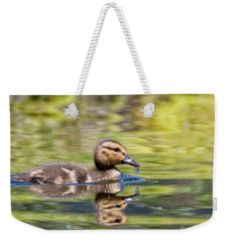 Nature Weekender Tote Bag featuring the photograph Baby Mallard by Kathleen Bishop