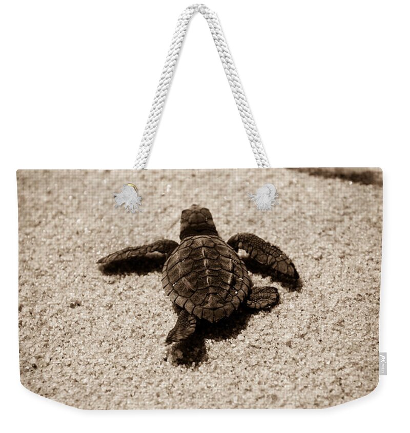 Baby Loggerhead Weekender Tote Bag featuring the photograph Baby Sea Turtle by Sebastian Musial