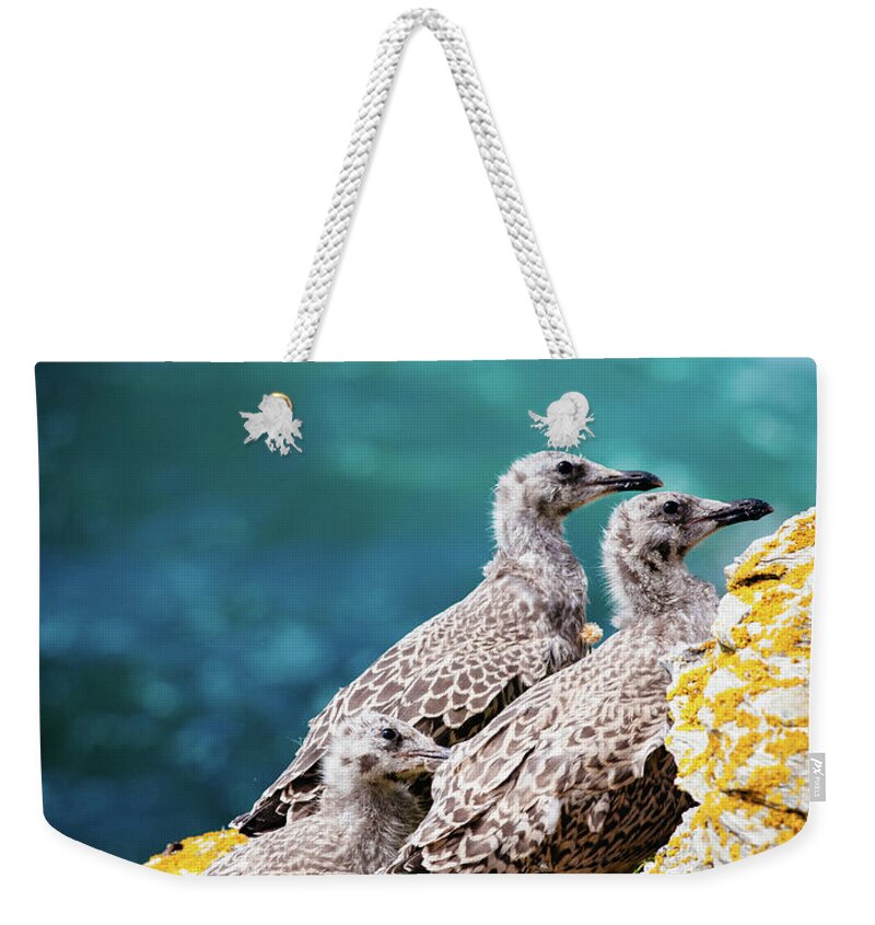 Animal Themes Weekender Tote Bag featuring the photograph Baby Seagulls On Rocky Seashore Cliff by Miemo Penttinen - Miemo.net