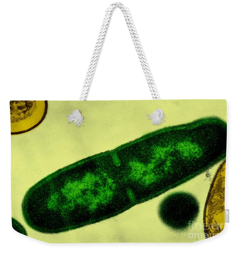 Electron Weekender Tote Bag featuring the photograph Bacillus Licheniformis by Lee D. Simon