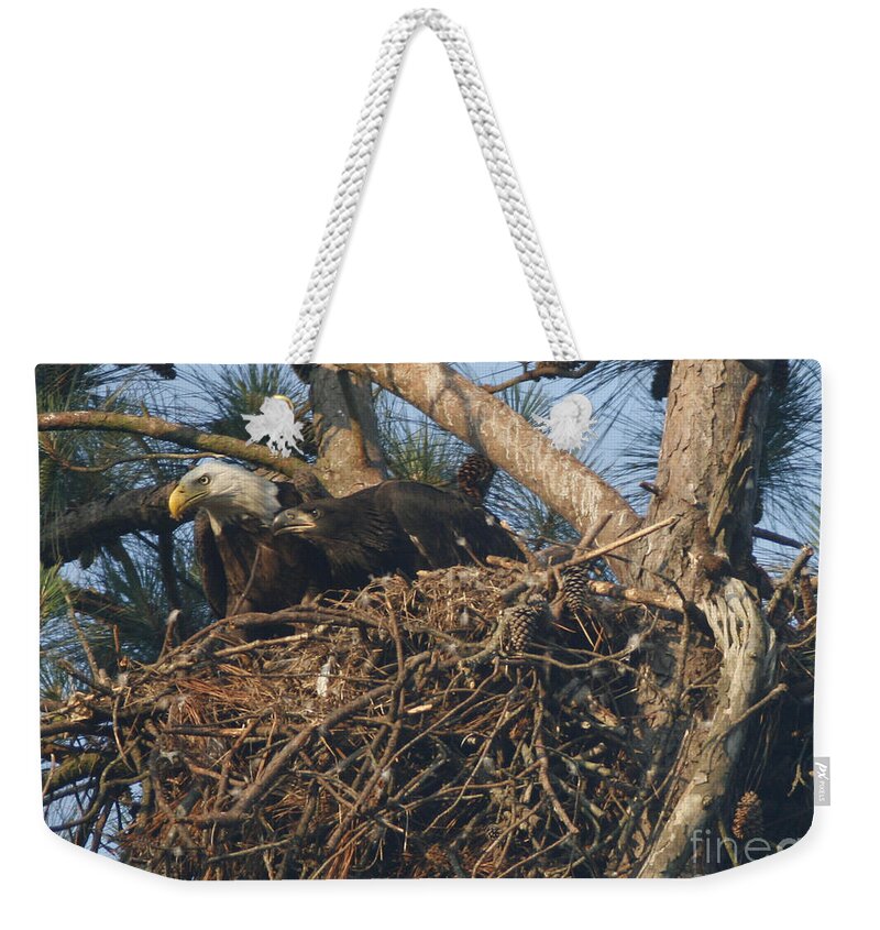 Bald Eagle Weekender Tote Bag featuring the photograph Bald Eagle and Young Watching by Sandra Clark