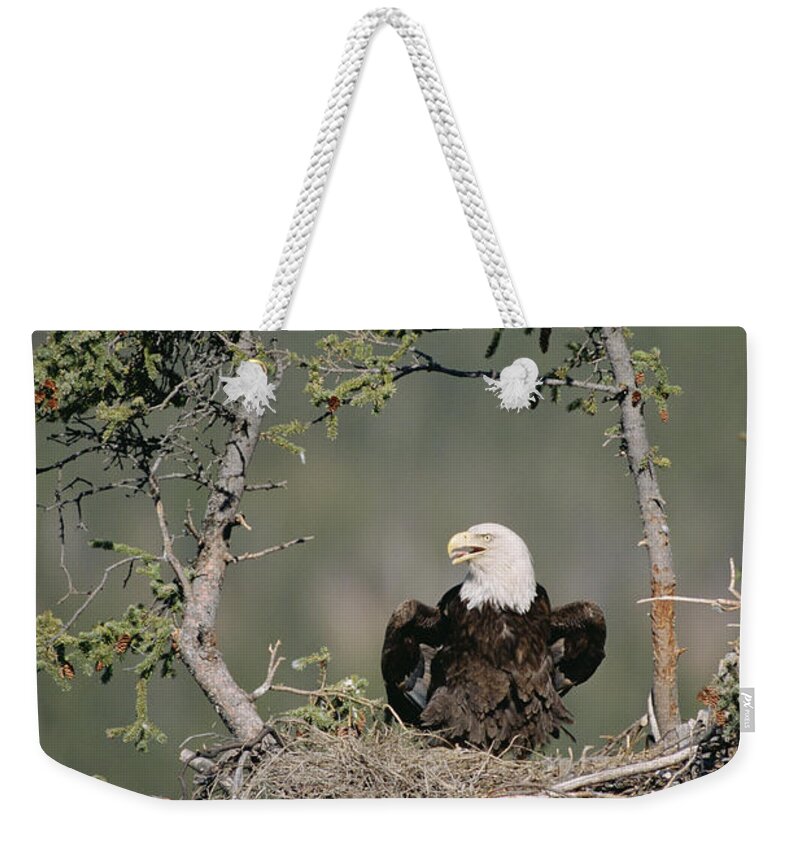 Feb0514 Weekender Tote Bag featuring the photograph Bald Eagle Calling On Nest Alaska by Michael Quinton