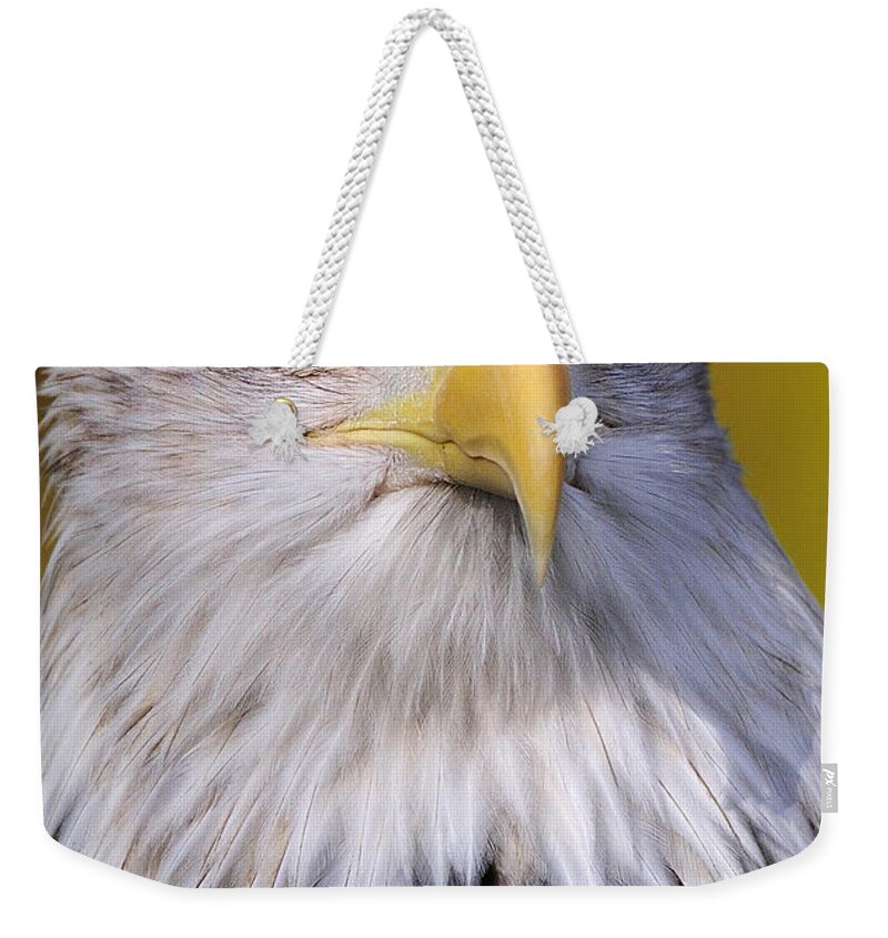  Weekender Tote Bag featuring the photograph Bald Eagle portrait by Bill Dodsworth