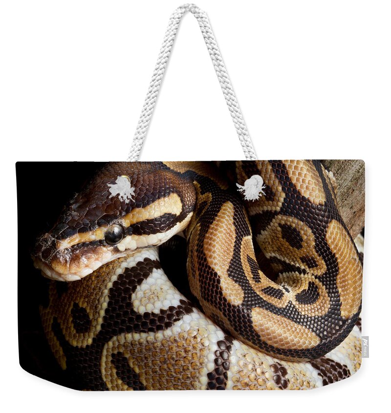 Ball Python Weekender Tote Bag featuring the photograph Ball Python Python Regius by David Kenny