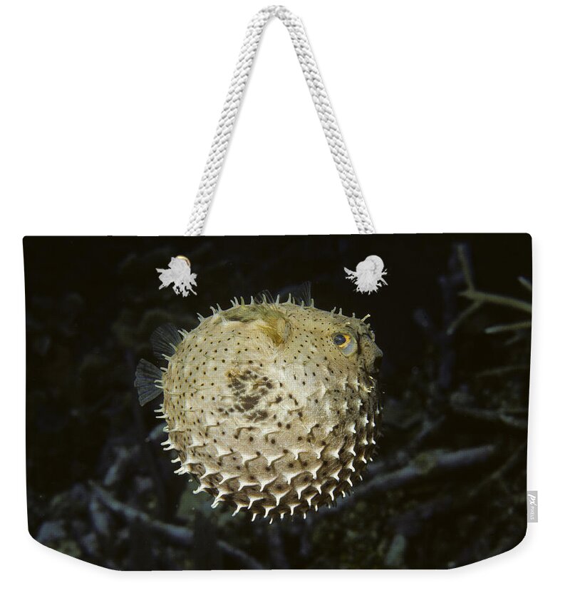 Animal Weekender Tote Bag featuring the photograph Balloonfish by Andrew J. Martinez
