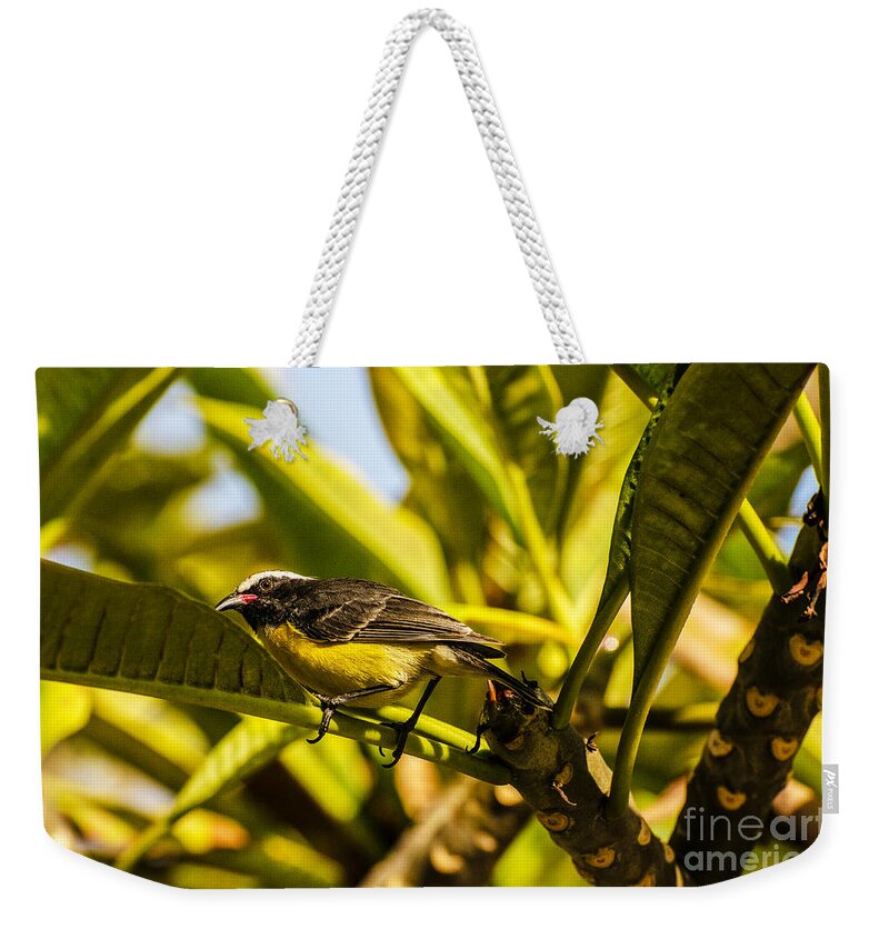 Aruba Weekender Tote Bag featuring the photograph Bananaquit Of Aruba by Judy Wolinsky