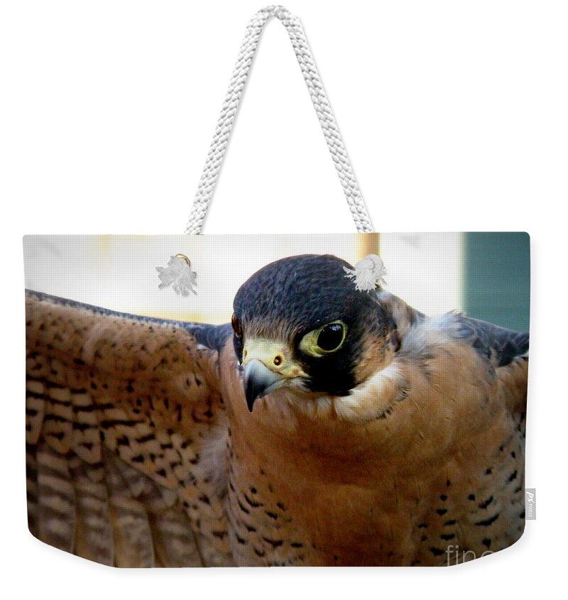 Falcon Weekender Tote Bag featuring the photograph Barbary Falcon Wings Stretched by Lainie Wrightson