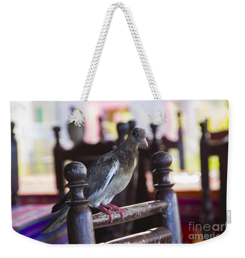 Pigeon Weekender Tote Bag featuring the photograph Bared Eye Pigeon by Louise Magno