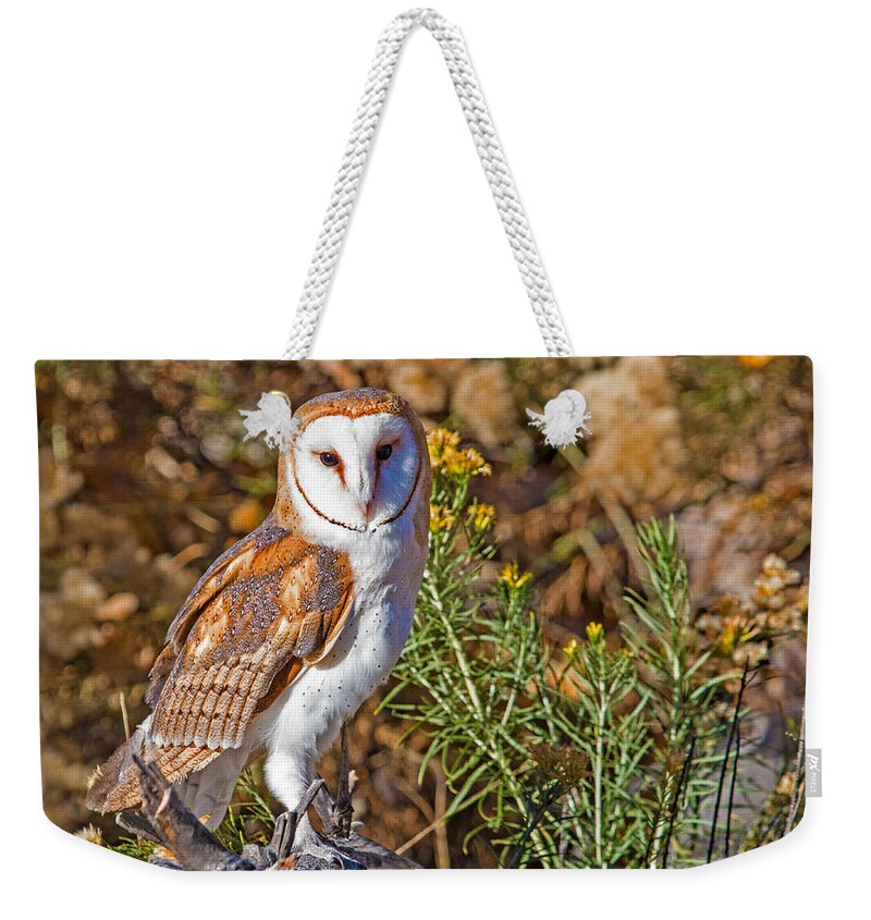 Barn Owl Weekender Tote Bag featuring the photograph Barn Owl Perched by Dawn Key