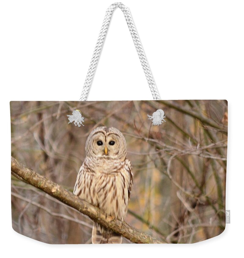Barred Owl Weekender Tote Bag featuring the photograph Barred Owl by Judy Genovese