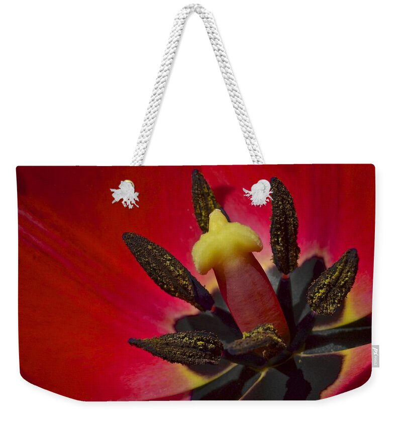 Basking Weekender Tote Bag featuring the photograph Basking in the Sun by Frozen in Time Fine Art Photography