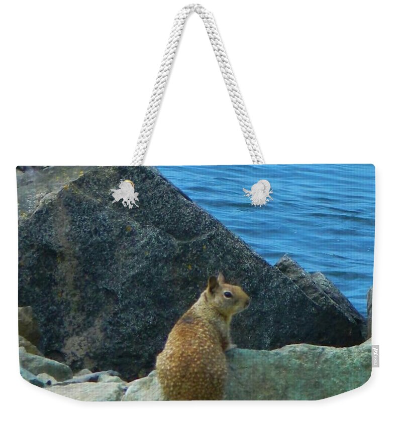 Bay Weekender Tote Bag featuring the photograph Bay Squirrel 2 by Gallery Of Hope 