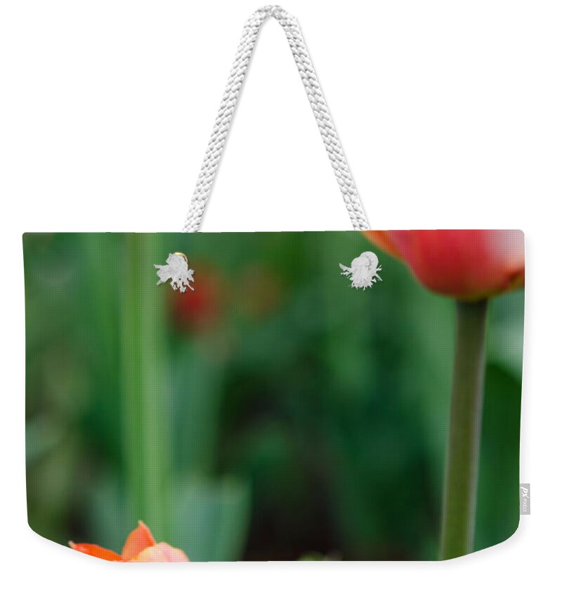 Tulip Weekender Tote Bag featuring the photograph Be Like Mom by Kathy Paynter