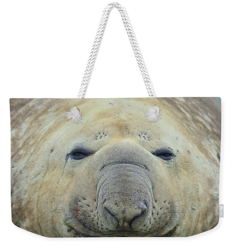 Southern Elephant Seal Weekender Tote Bag featuring the photograph Beach Bum by Tony Beck