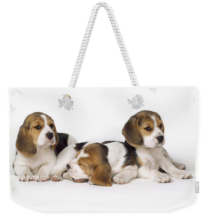 Beagle Weekender Tote Bag featuring the photograph Beagle Puppies, Row Of Three, Second by John Daniels