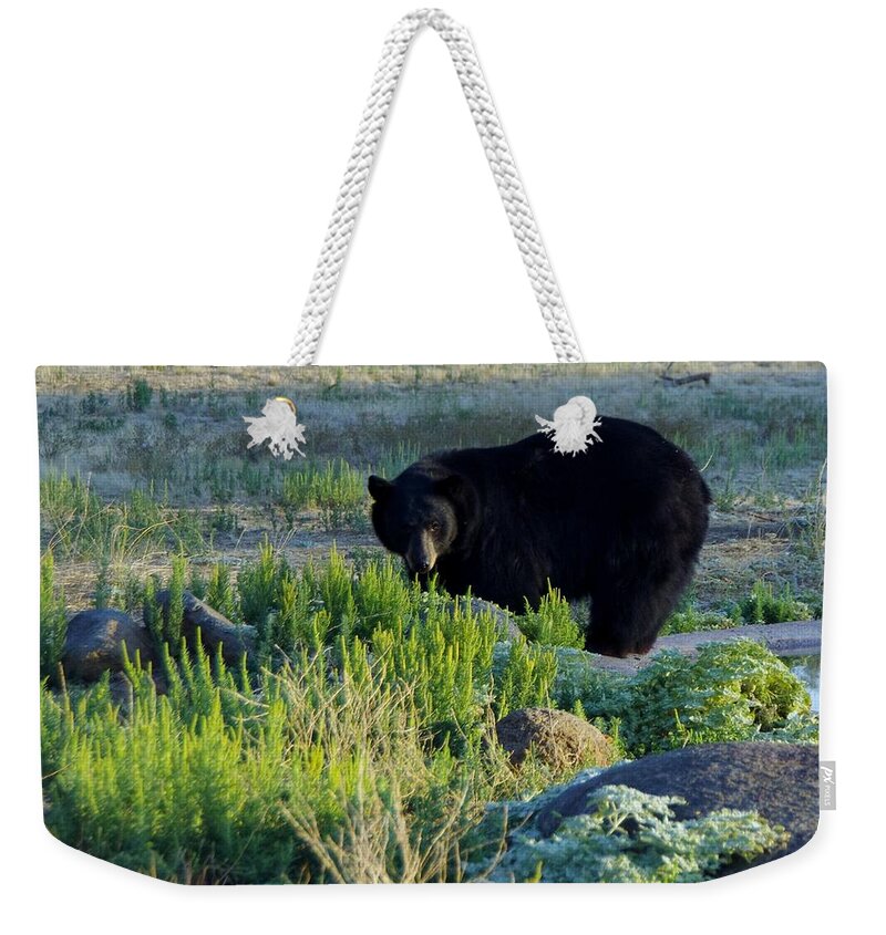 Lions Tigers And Bears Weekender Tote Bag featuring the photograph Bear 3 by Phyllis Spoor