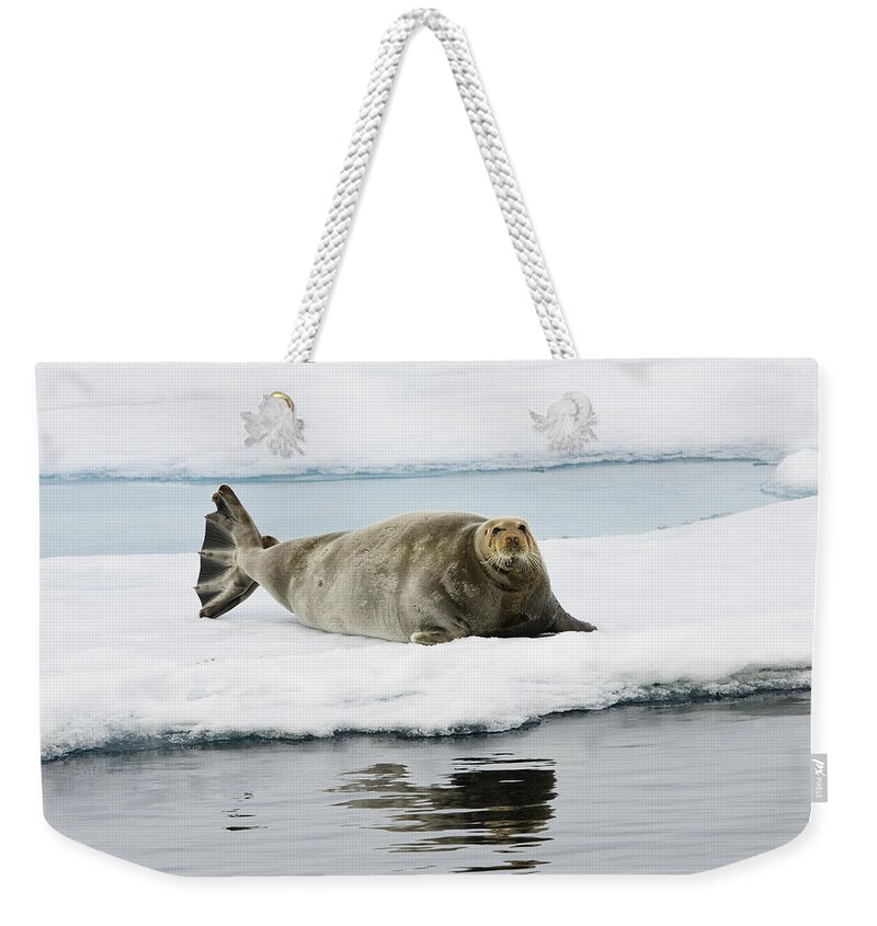 Feb0514 Weekender Tote Bag featuring the photograph Bearded Seal On Ice Floe Norway by Konrad Wothe