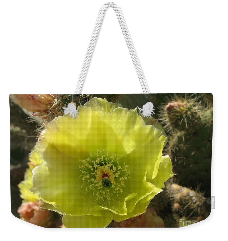 Cactus Weekender Tote Bag featuring the photograph Beautiful And Barbed by Christiane Schulze Art And Photography
