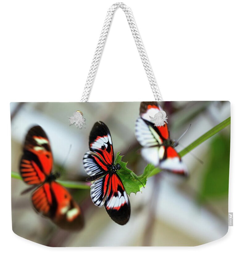 Flowerbed Weekender Tote Bag featuring the photograph Beautiful Orange Butterflies Mating by Jodijacobson