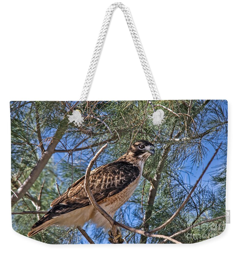 Buteo Jamaicensis Weekender Tote Bag featuring the photograph Beautiful Red-tailed Hawk by Robert Bales