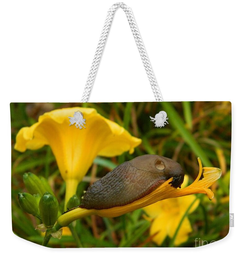 Slug Weekender Tote Bag featuring the photograph Beautiful Slug by Gallery Of Hope 