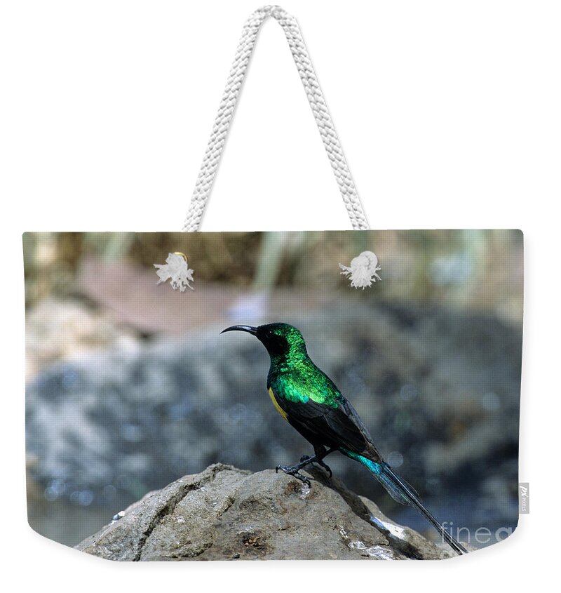 Bird Weekender Tote Bag featuring the photograph Beautiful Sunbird by William H. Mullins