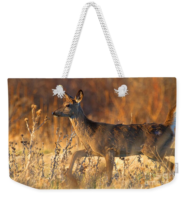 Deer Weekender Tote Bag featuring the photograph Beauty at Sunset by Jim Garrison