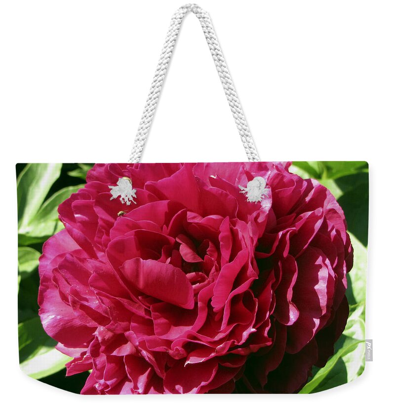 Nature Weekender Tote Bag featuring the photograph Flowering Beauty by Bob Slitzan