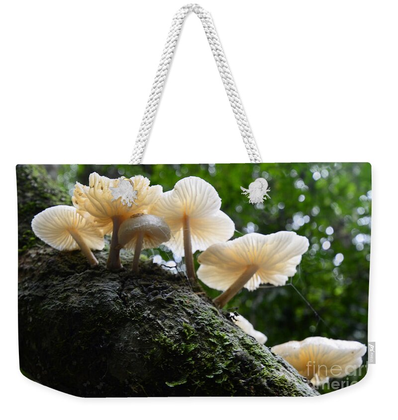 Mushrooms Weekender Tote Bag featuring the photograph Beauty Of Mushrooms Argentina by Bob Christopher