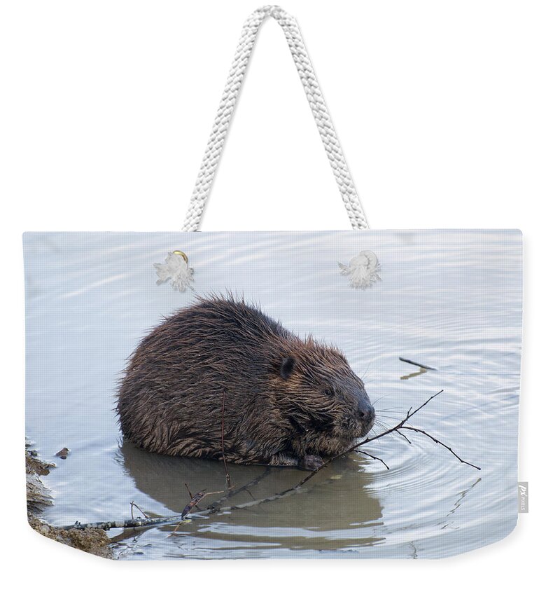 Beaver Weekender Tote Bag featuring the photograph Beaver Chewing On Twig by Flees Photos