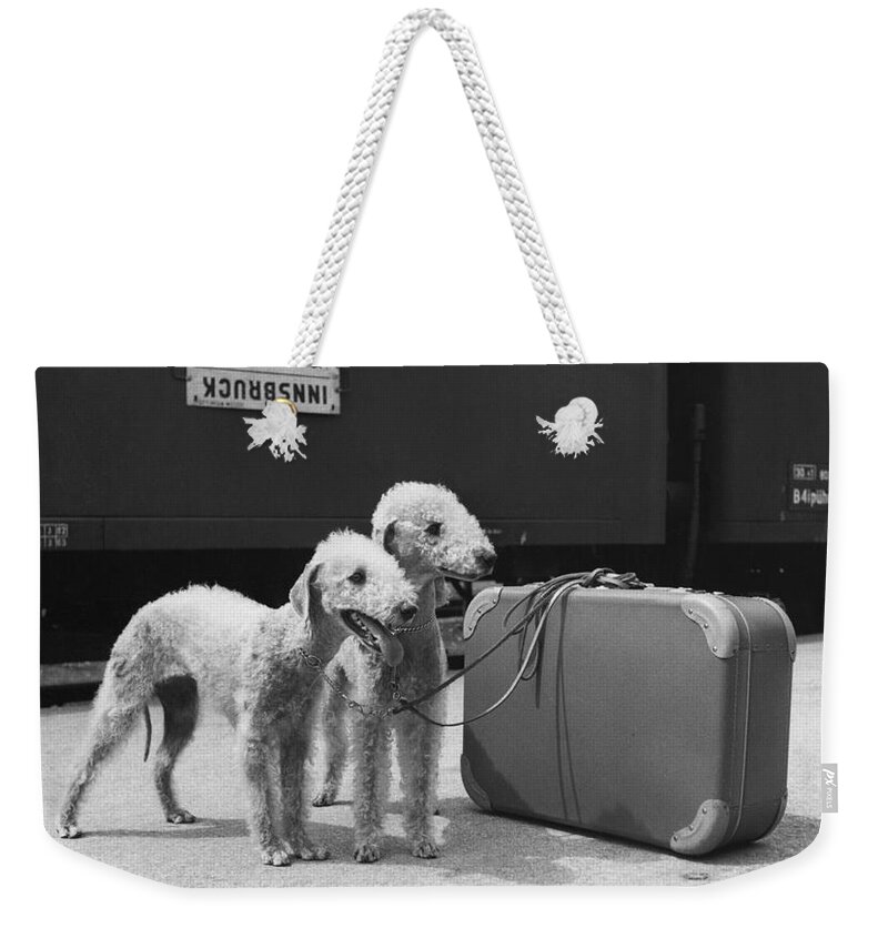 Animal Weekender Tote Bag featuring the photograph Bedlington Terriers, Austria by Andy Bernhaut
