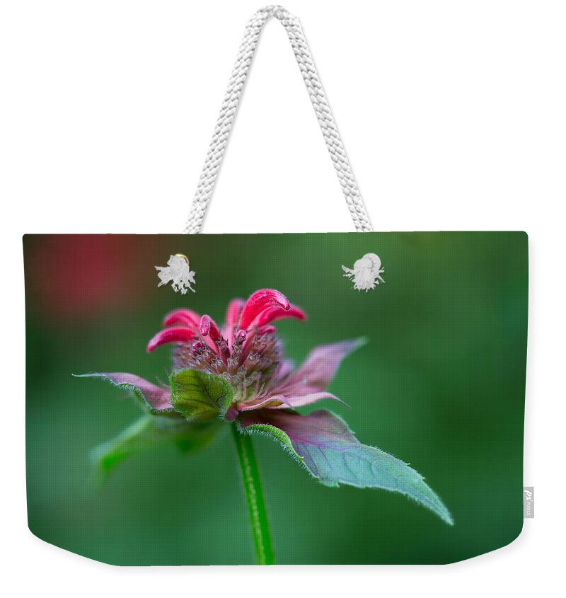 Bee Balm Weekender Tote Bag featuring the photograph Bee Balm by Dale Kincaid