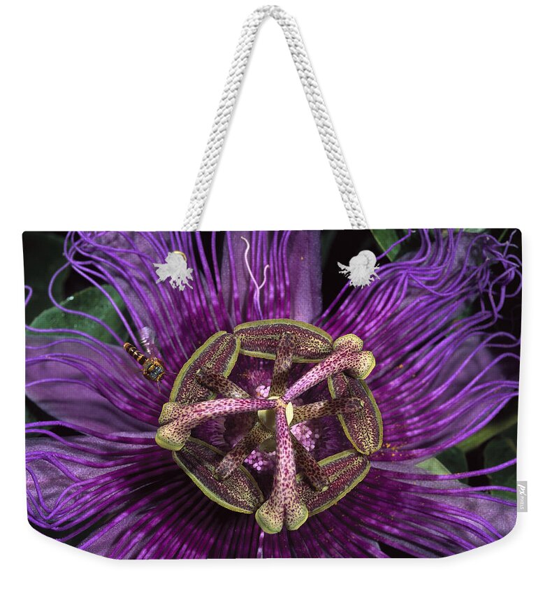 Feb0514 Weekender Tote Bag featuring the photograph Bee On Passion Flower Brazil by Pete Oxford
