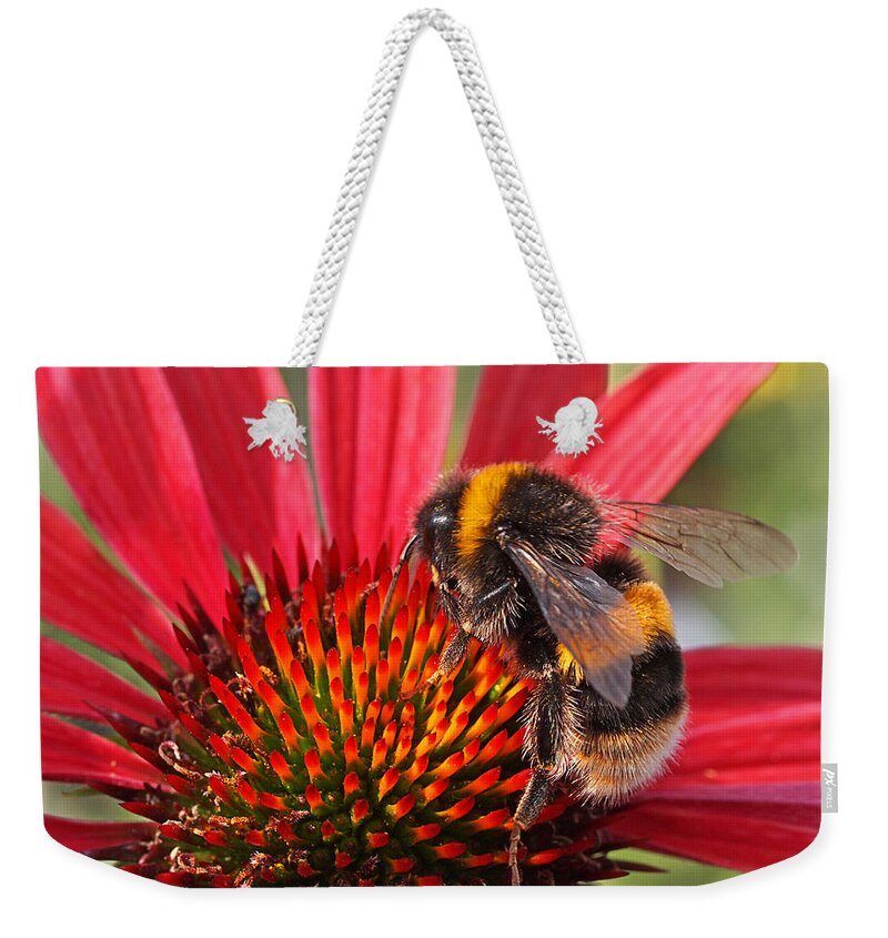 Bee Weekender Tote Bag featuring the photograph Bee on Red Coneflower 2 by Gill Billington
