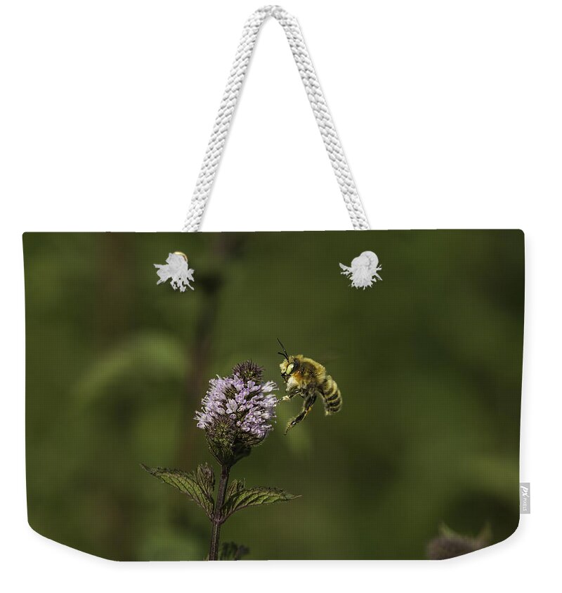 Bee Weekender Tote Bag featuring the photograph Bee Pollination by Thomas Young