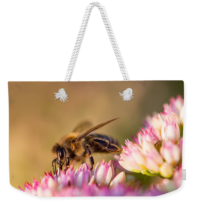 Animal Weekender Tote Bag featuring the photograph Bee Sitting on Flower by John Wadleigh