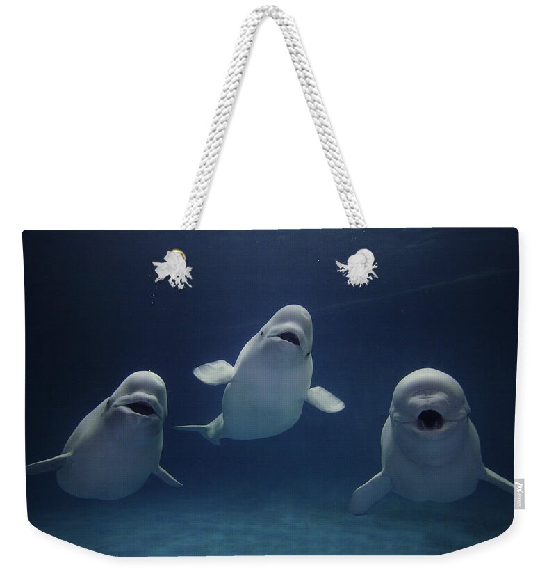 Feb0514 Weekender Tote Bag featuring the photograph Beluga Whale Trio by Hiroya Minakuchi