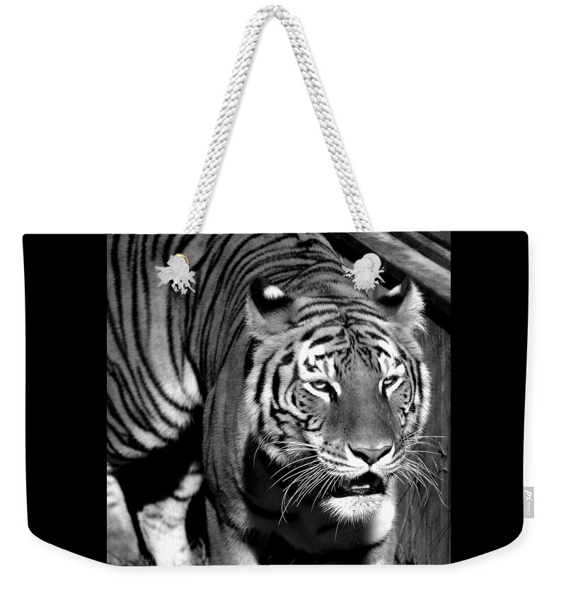 Tiger Weekender Tote Bag featuring the photograph Bengal Tiger, India by Venetia Featherstone-Witty