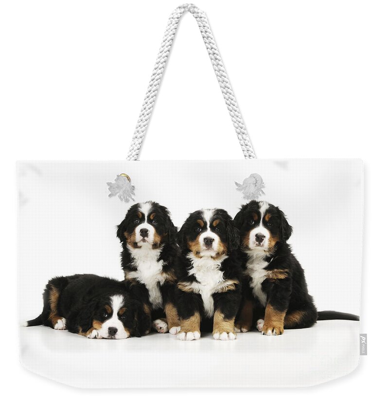 Dog Weekender Tote Bag featuring the photograph Bernese Mountain Dog Puppies by John Daniels