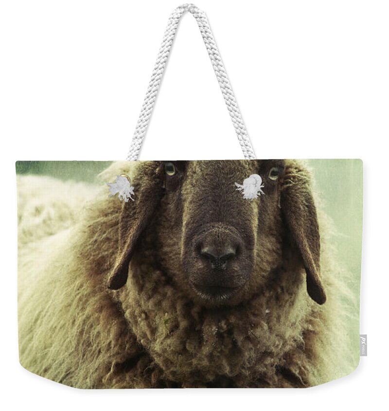 Sheep Weekender Tote Bag featuring the photograph Besch da Pader by Priska Wettstein