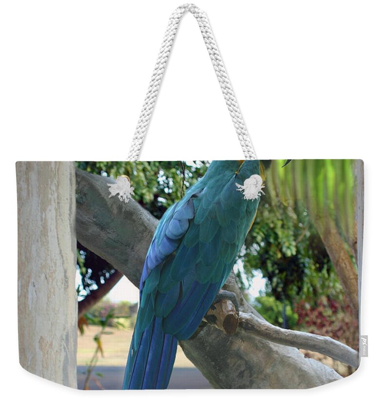 Window Weekender Tote Bag featuring the photograph Beyond the window by Bob Hislop