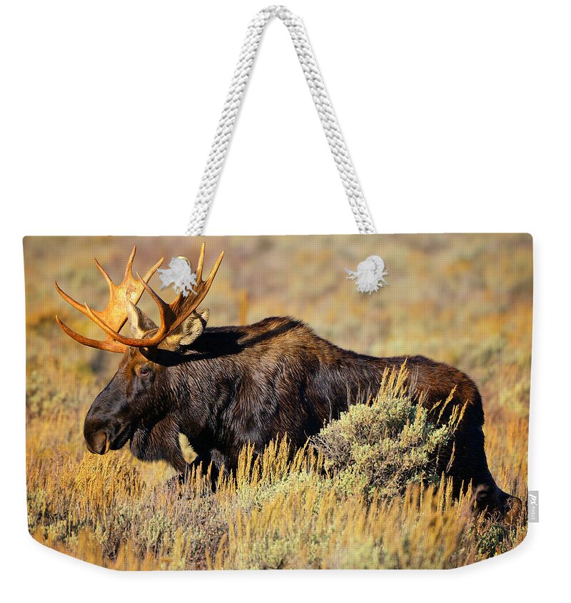 Moose Weekender Tote Bag featuring the photograph Big Boy by Greg Norrell
