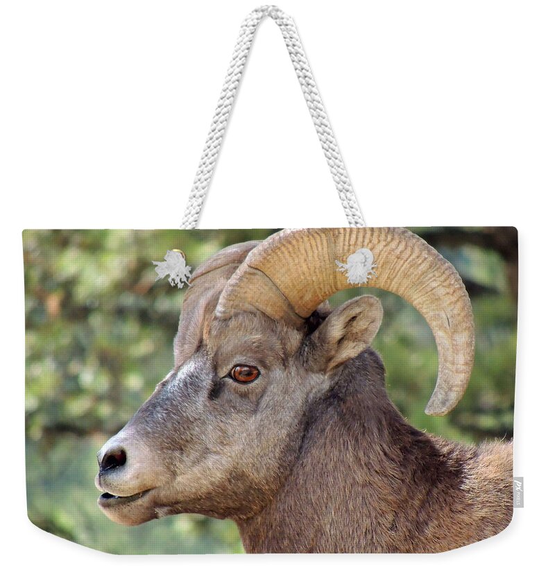 Big Horn Weekender Tote Bag featuring the photograph Big Horn by Lynn Sprowl