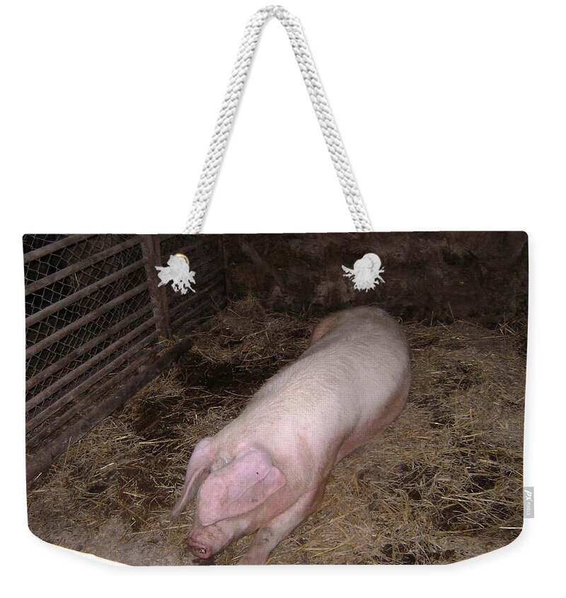 Pigs Weekender Tote Bag featuring the photograph Big Pig by Moshe Harboun